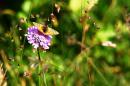 nature alpine 048 * 4368 x 2912 * (5.43MB)